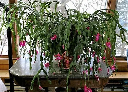 Christmas Cactus by Heather