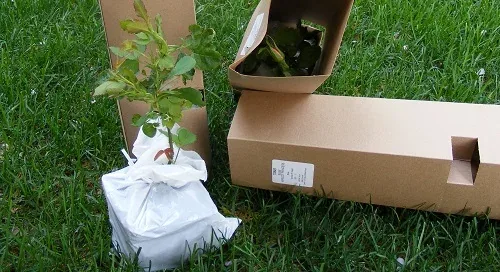 Mail Order Plants by Midwest Gardening