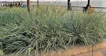 BlueLymeGrass