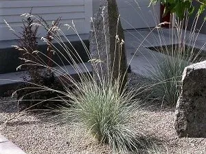 BlueOatGrass