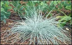 Blue Fescue Festuca glauca