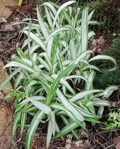 Carex Snow Cap