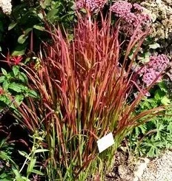 Imperata cylindrical 'Red Baron' Japanese Blood Grass by Midwest Gardening