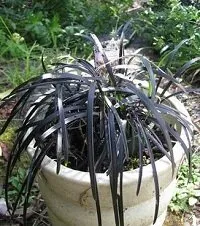 Black Mondo Grass