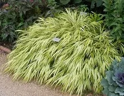 Hakone Grass 'Aureola' by Midwest Gardening