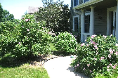 Entry garden therese bugnet morden blush fru dagmar