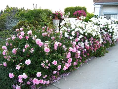 Hero and Iceberg rose driveway border