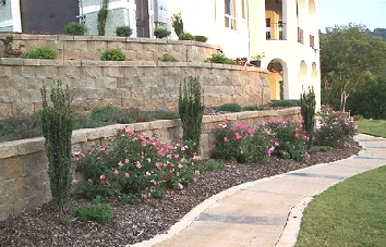 Double Pink Knockout roses Sky Pencil holly and Evergreen candytuft