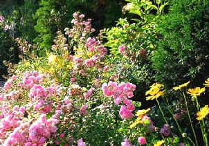Fairy Rose border garden