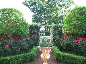 Knock Out rose accents