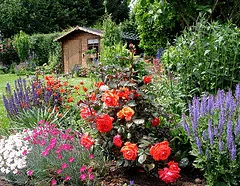 Roses sprinkled into a cottage garden