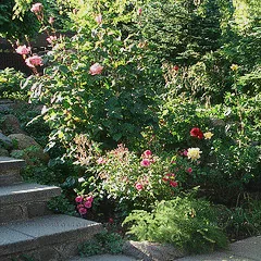 Roses in the landscape fairy rose and queen elizabeth