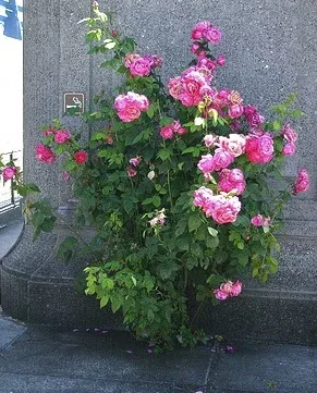Rose growing out of a crack in the sidewalk