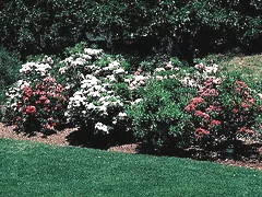 Mountain Laurel Kalmia latifolia