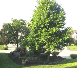 Berm