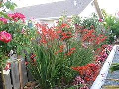 hot garden
