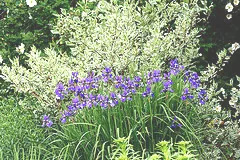 Blue Iris Silver Dogwood