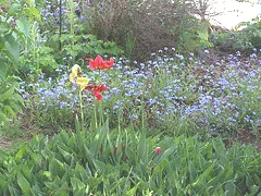 Tulips fading Forget me Nots taking over