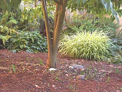 Hardy Perennial Ornamental Grass Hakone