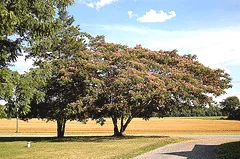Mimosa Tree