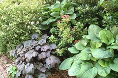 Color and Texture in the shade