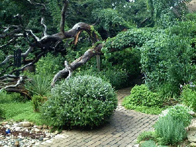 Dead Oak Tree as Lawn Sculpture by Julie Gomoll