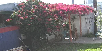 Corner Pergola by Kurt1