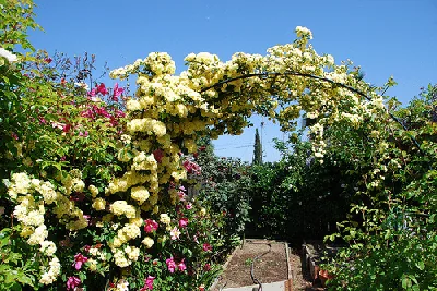 Rose Arch by Jon Wiley