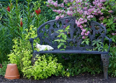 Garden Bench by Jacki Dougan