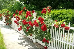 Decorative Fence by Dave Shafer