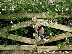 Decorative fence by Carl Bagge