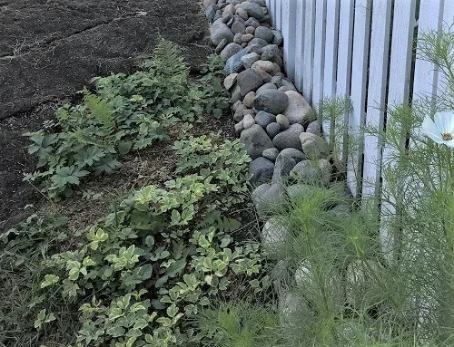 Other side of the fence by Midwest Gardening