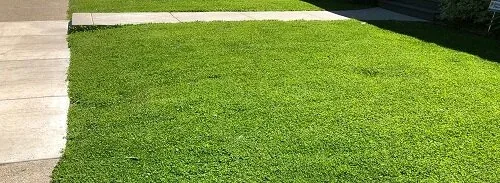 Clover Lawn by Midwest Gardening