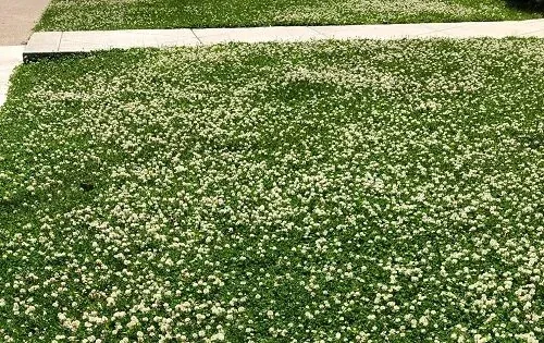 Clover Lawn in Bloom by Midwest Gardening
