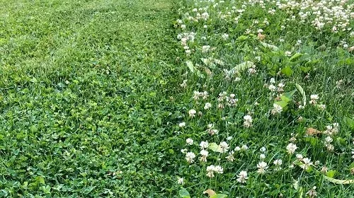 Mow a Clover Lawn