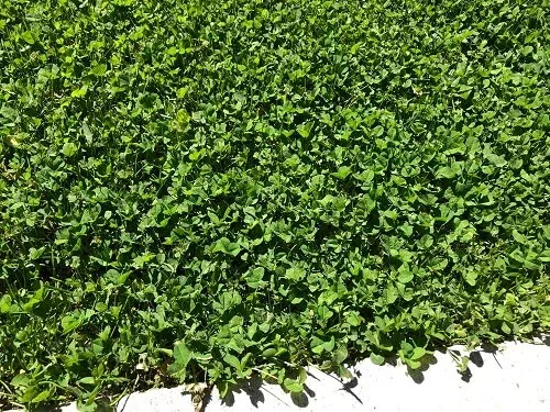 Dense Clover Lawn by Midwest Gardening
