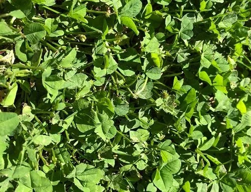 Clover Lawn by Midwest Gardening