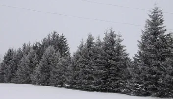 Evergreen Windbreak by Bev Curry