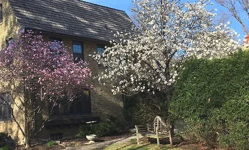 Fast Growing Trees by Midwest Gardening