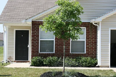foundation planting