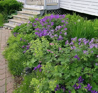 Foundation Planting by Wallis Cottage
