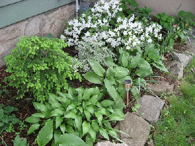 foundation planting by Victoria Fee1