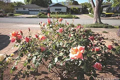 Spacing a rose garden