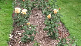 Spacing hybrid tea roses