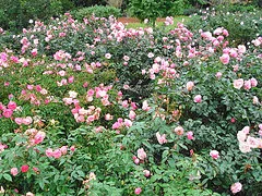 Spacing massed shrub roses