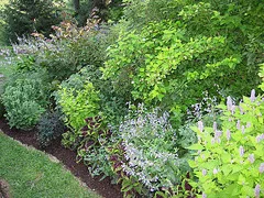 Spacing a dense shrub border