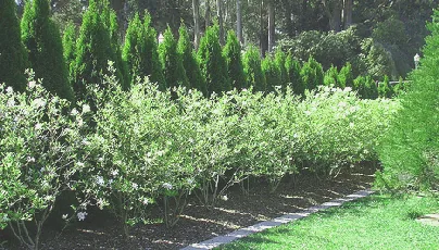 Spacing an open informal hedge