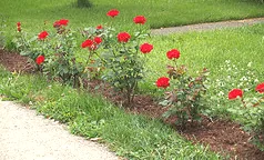 Spacing Red Freedom rose hedge