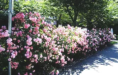 Spacing a rose hedge