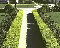 Spacing a dense hedge
